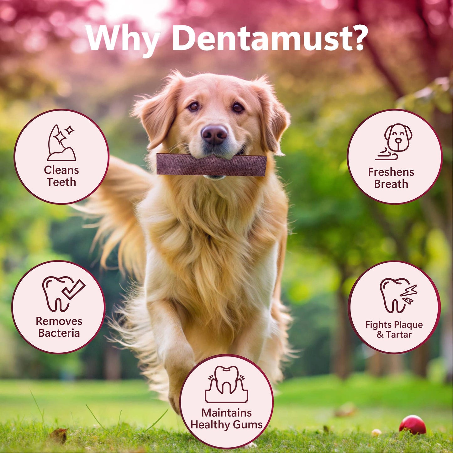 Pawfect Dentamust Himalayan Cheese Chew with Cranberry & Pomegranate for Dogs|Long lasting dental chews with Superfoods |All Natural, High protein|Grain-free | Pack of 3 for Large Dogs