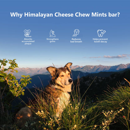 Pawfect Himalayan Cheese Chews with Mint for Dogs| 100% Natural Dental Stick| Cleans teeth| Removes Plaque and Tartar|High protein| Grain-free | Long lasting chew | Pack of 3