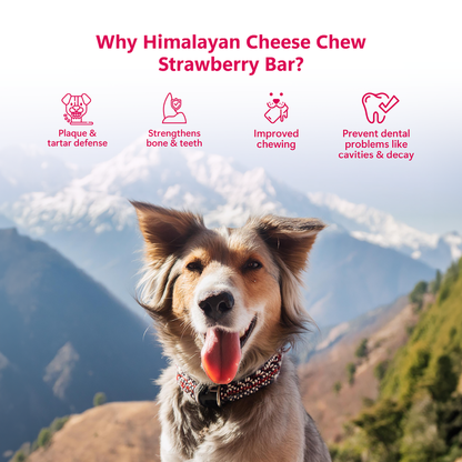 Pawfect Himalayan Cheese Chews with Strawberry for Dogs| 100% Natural Dental Stick| Cleans teeth| Removes Plaque and Tartar|High protein| Grain-free | Long lasting chew |Pack of 3