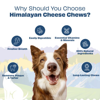 Pawfect Himalayan Cheese Chew for Medium Dogs | Variety Pack of 6 | Strawberry, Blueberry, Cranberry, Aloe, Turmeric, Mint |Grain-free, All Natural long-lasting dental chews(390g/13.76oz)