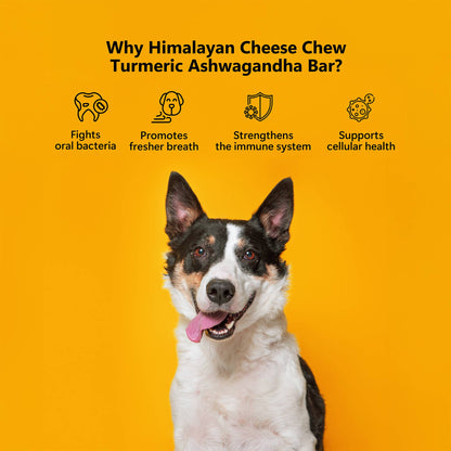 Pawfect Himalayan Cheese Chews with Turmeric & Ashwagandha for Dogs|100% Natural Dental Stick|Cleans teeth|Helps remove plaque and tartar|Grain-free|Long lasting chew|Pack of 3
